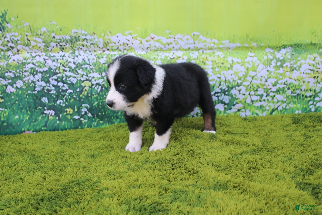 Australian Shepherd dogs for sale: Lucy - Ad 2