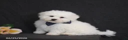 Bichon Frise dogs for sale: Brad  - Ad 1