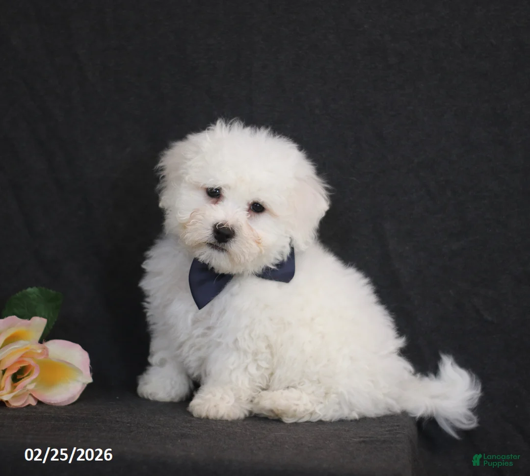 Bichon Frise dogs for sale: Brad  - Ad 1
