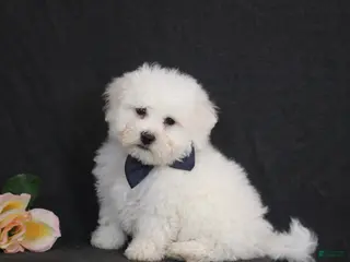 Bichon Frise dogs for sale: Brad - Ad 1