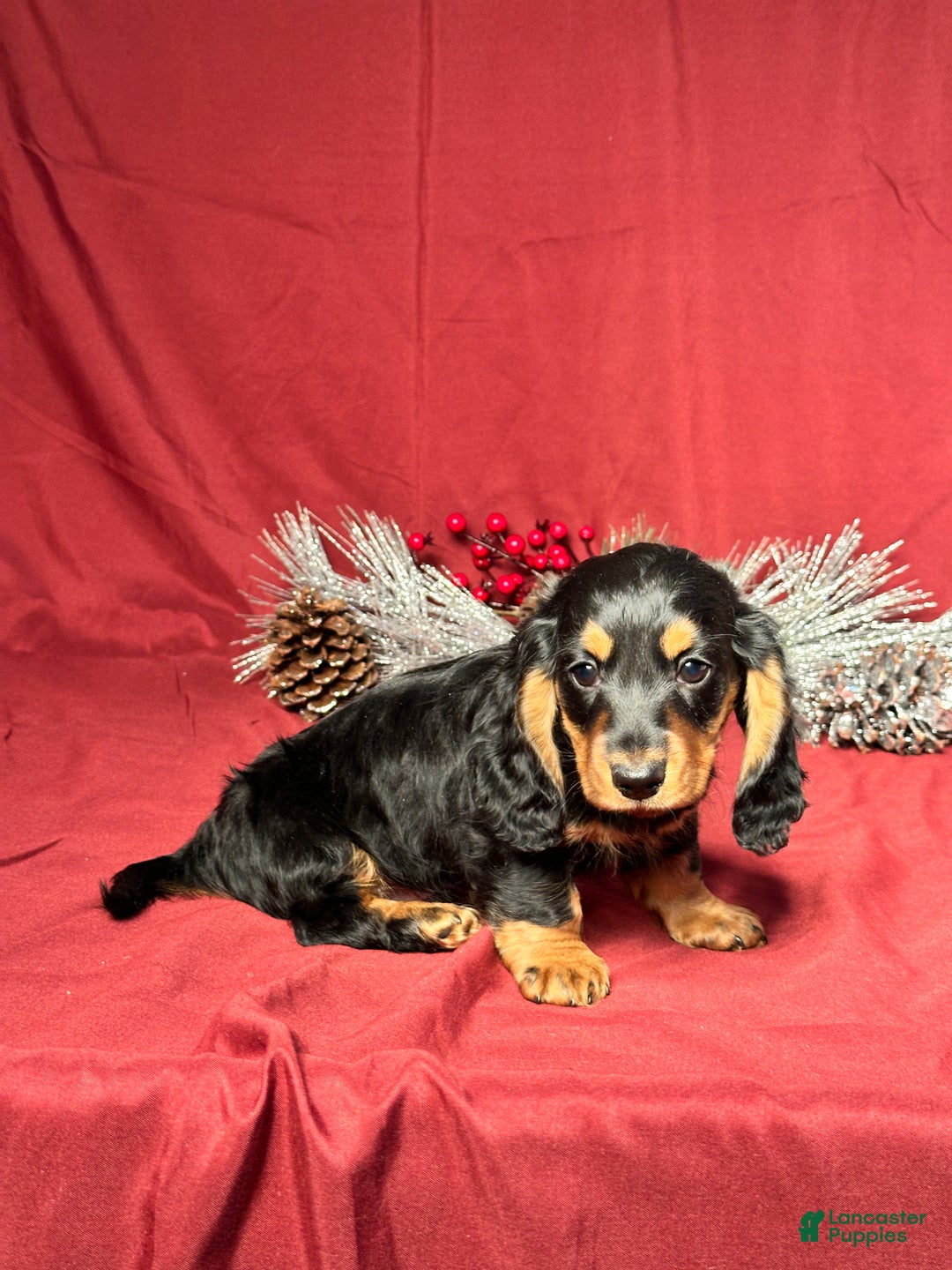 Miniature Dachshund dogs for sale: Brody - Ad 3