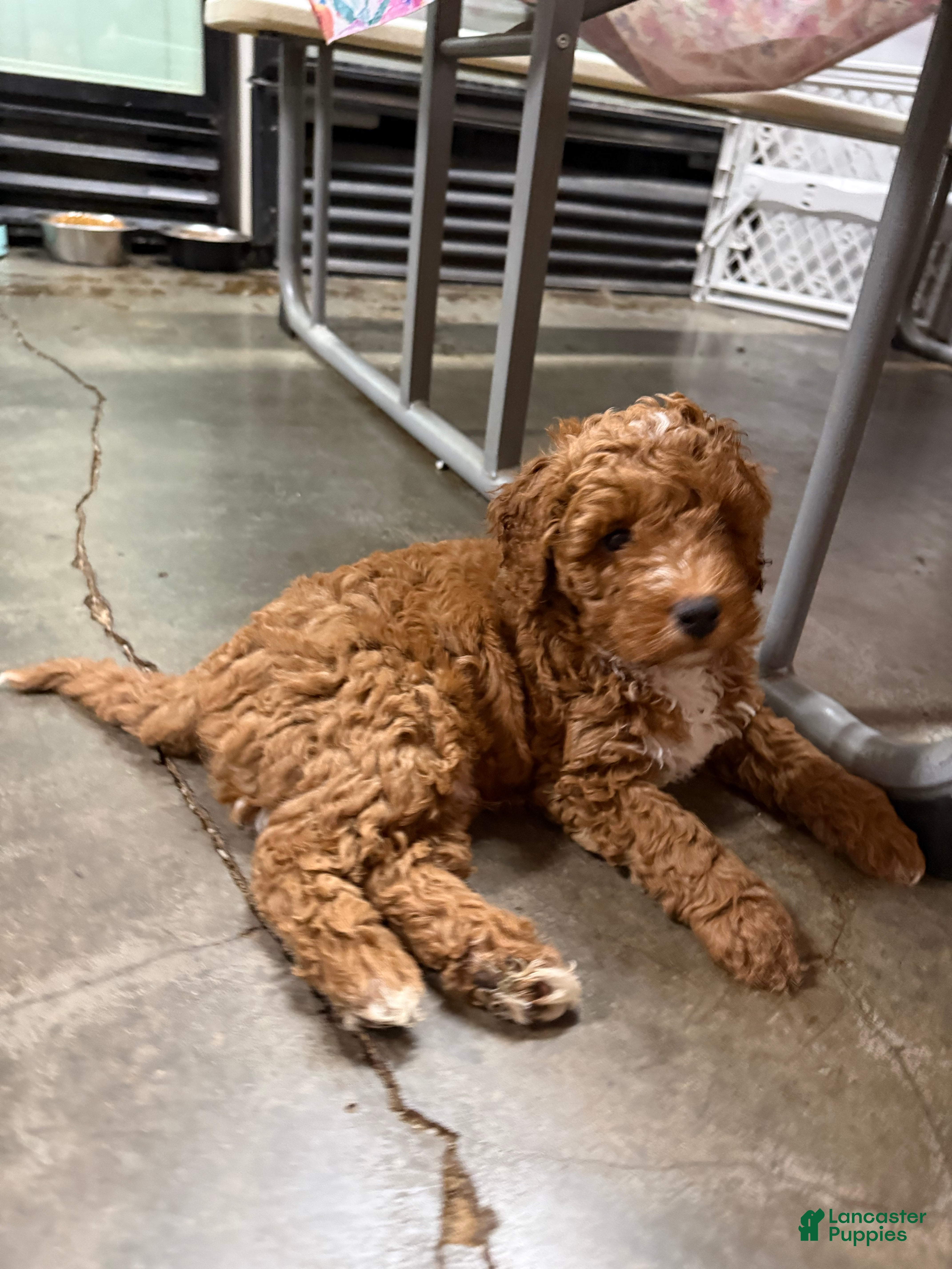 Goldendoodle dogs Willy (Red with white tuxedo markings) - Ad 1