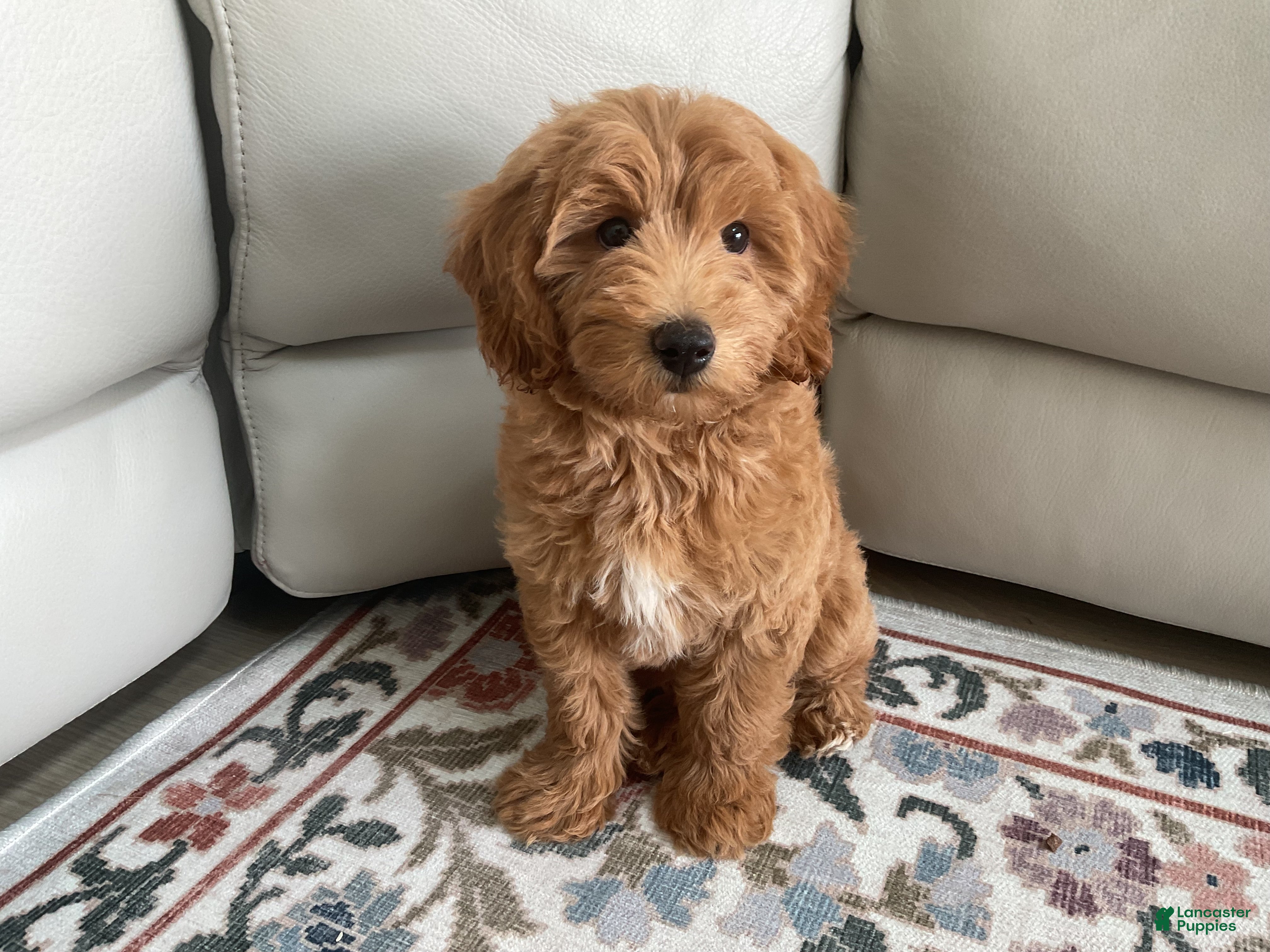 Mini Goldendoodle dogs Mini Goldendoodle 1 - Ad 18