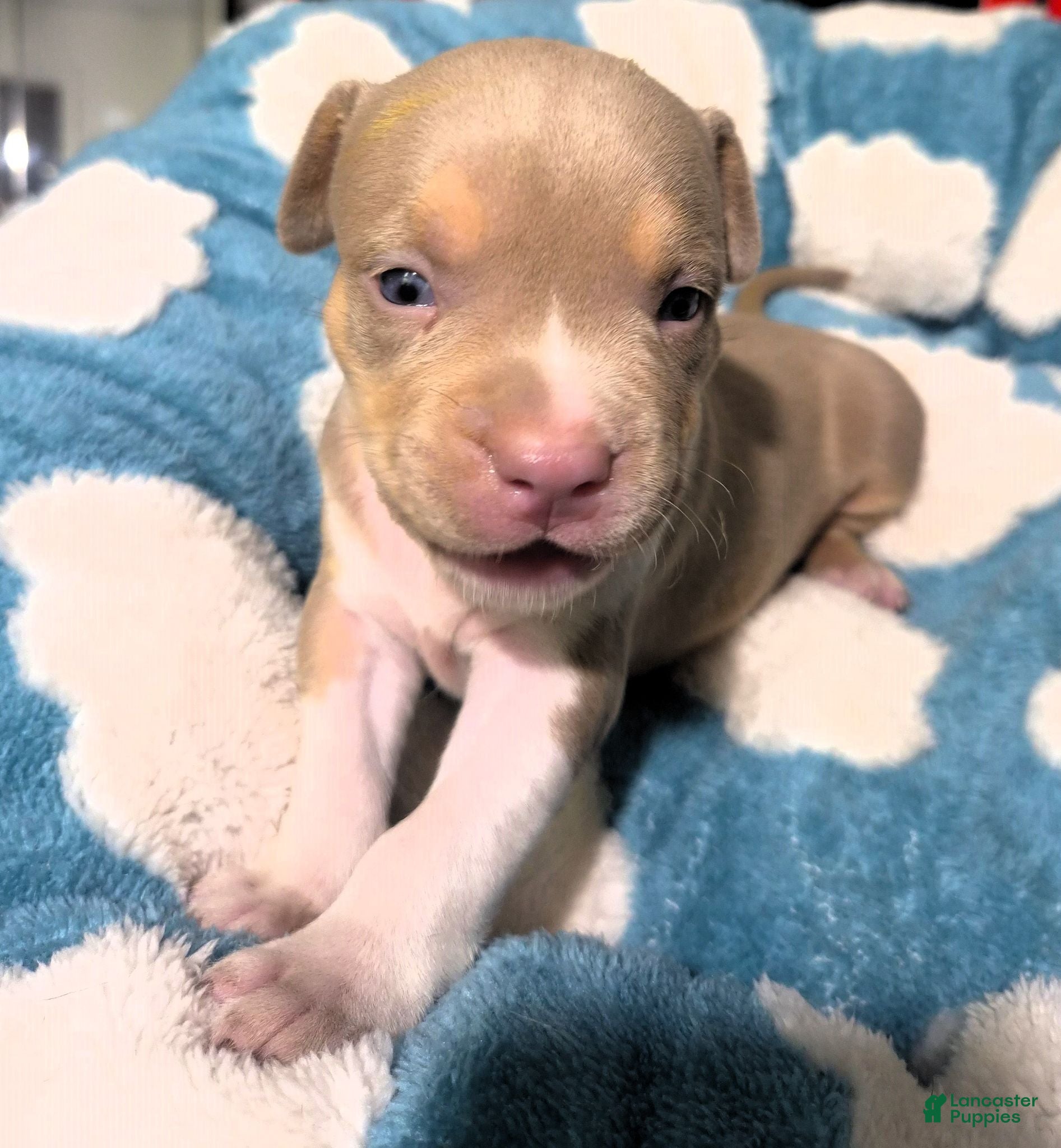 American Bully dogs "BRAD PITT" LILAC TRI COLOR / UKC REGISTERD - Ad 17