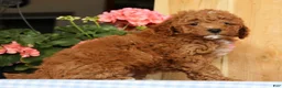 Mini Goldendoodle dogs for sale: Buster - Ad 6