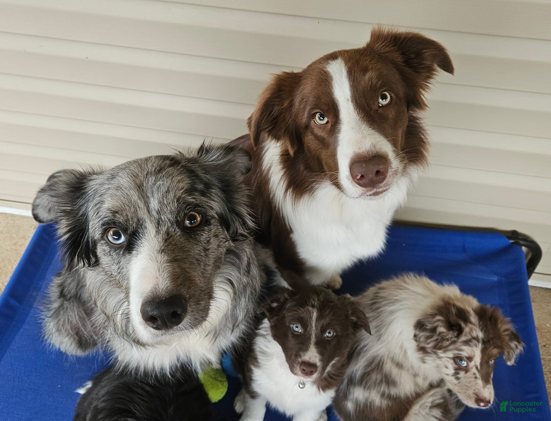 Border Collie dogs for sale: Border Collie Puppy 1 - Red - Ad 62