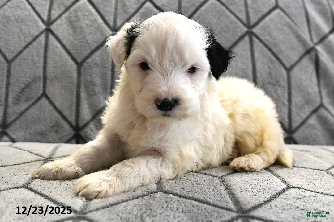 Portuguese Water Dog dogs for sale: Dream  - Ad 14