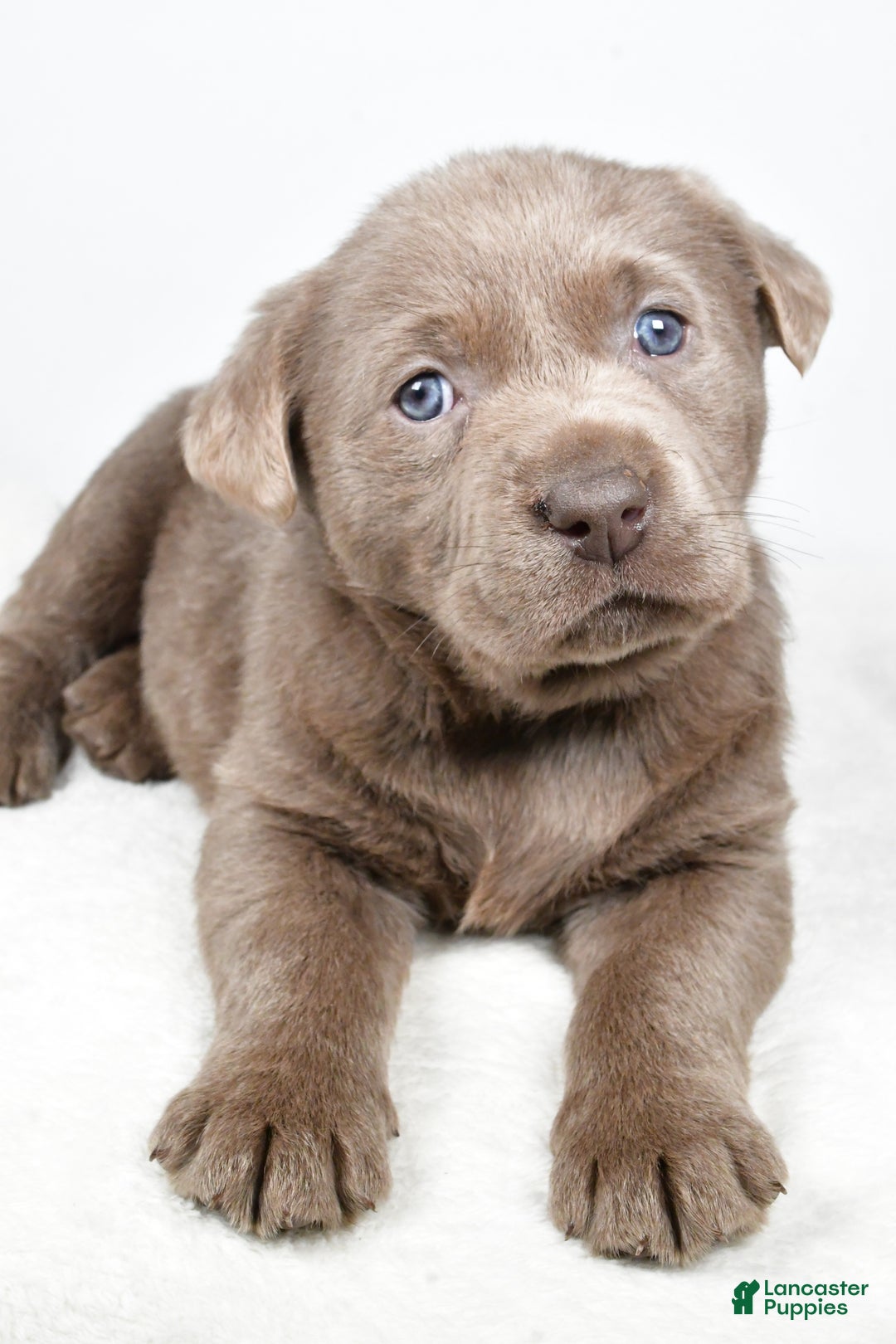 Labrador Retriever dogs for sale: Luna - Ad 4