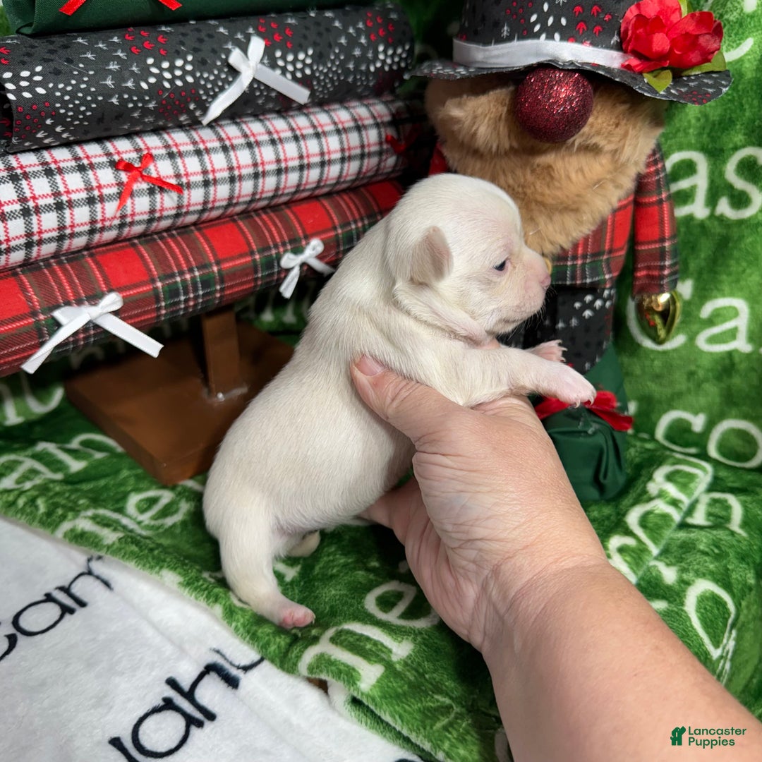 Chihuahua dogs for sale: Nova Short Coat - Ad 8