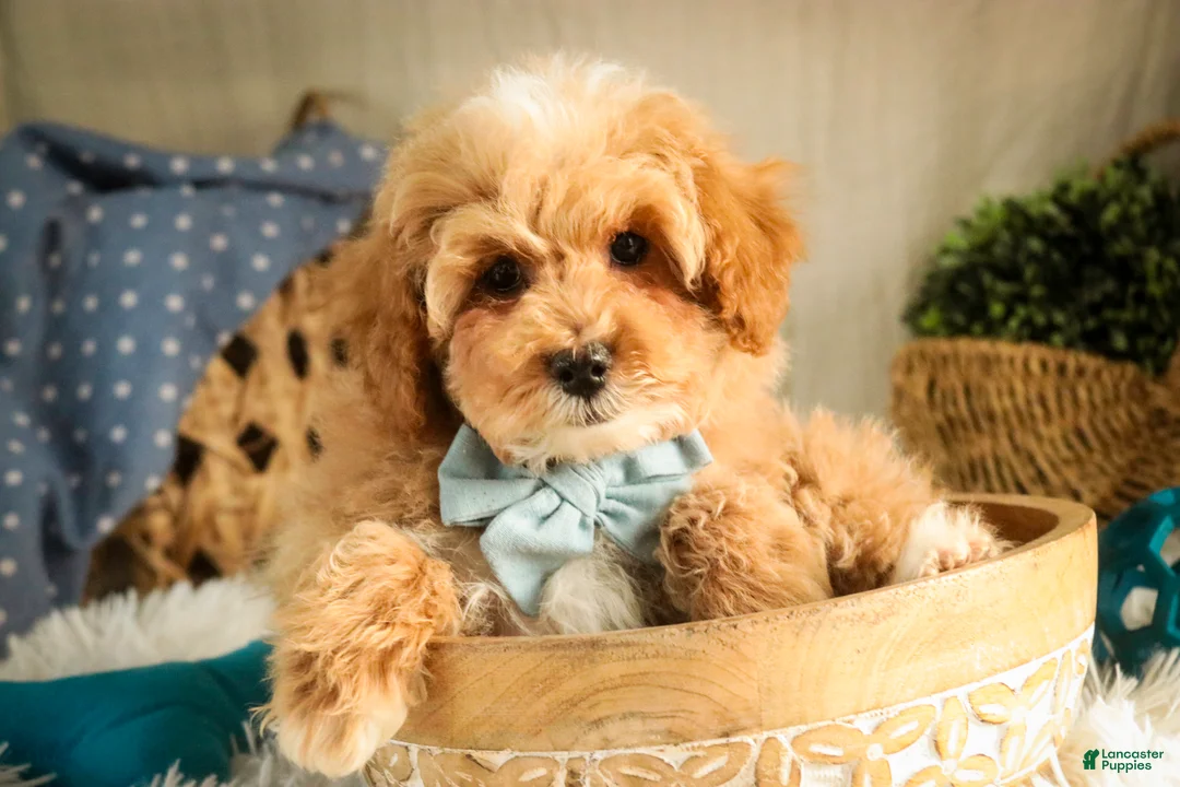 Miniature Poodle dogs for sale: Ramsey - Ad 6