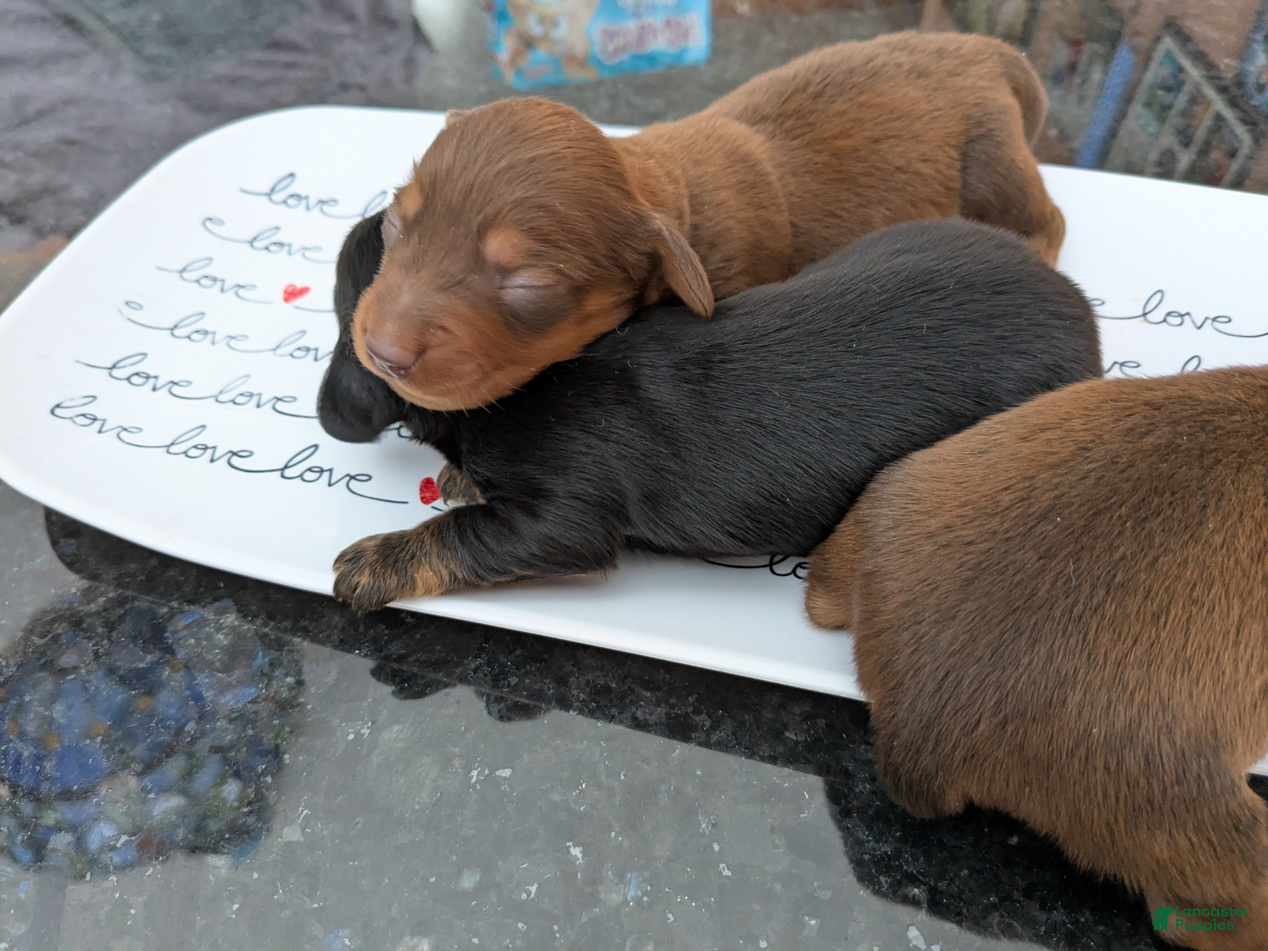 Dachshund dogs Dachshund Puppy 2 - Ad 35