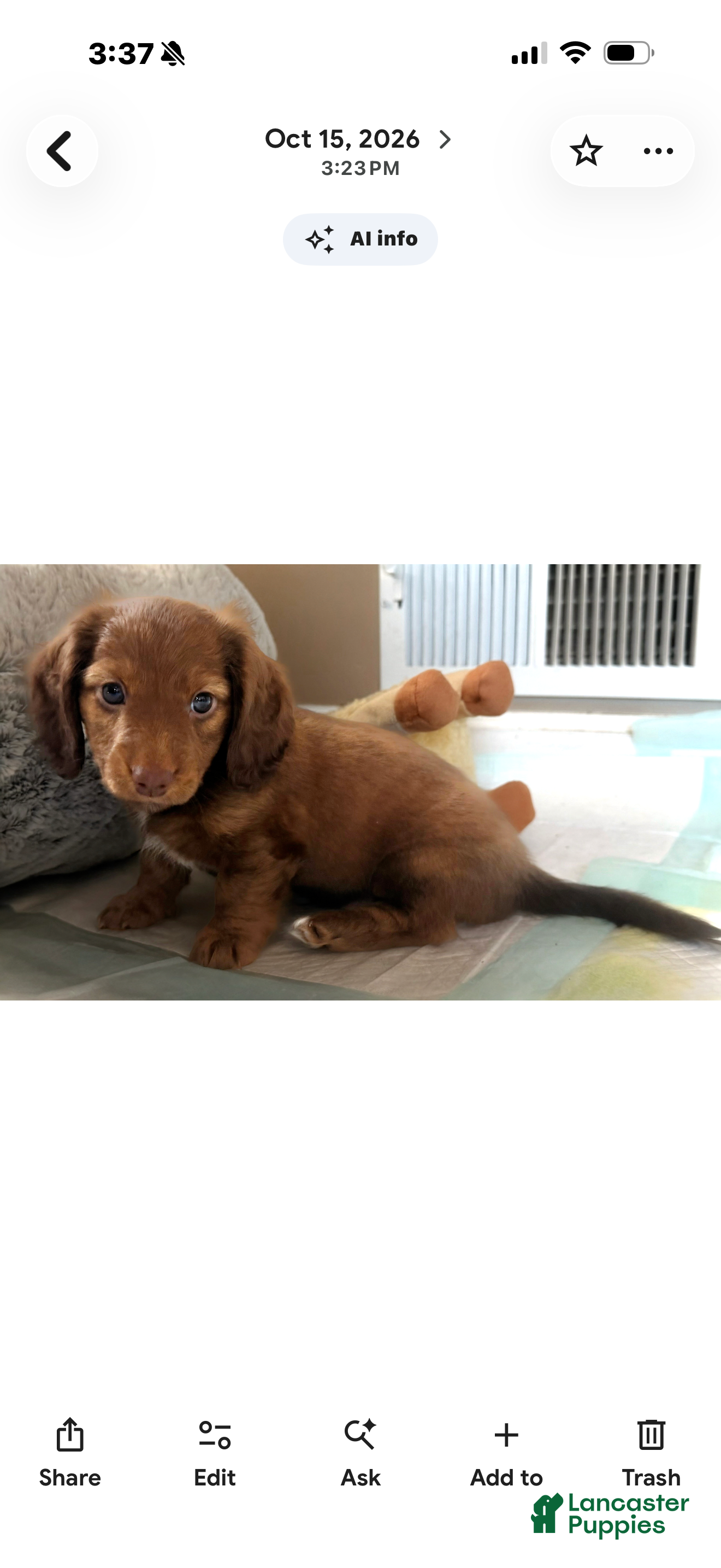 Dachshund dogs for sale: Dolly - Ad 37