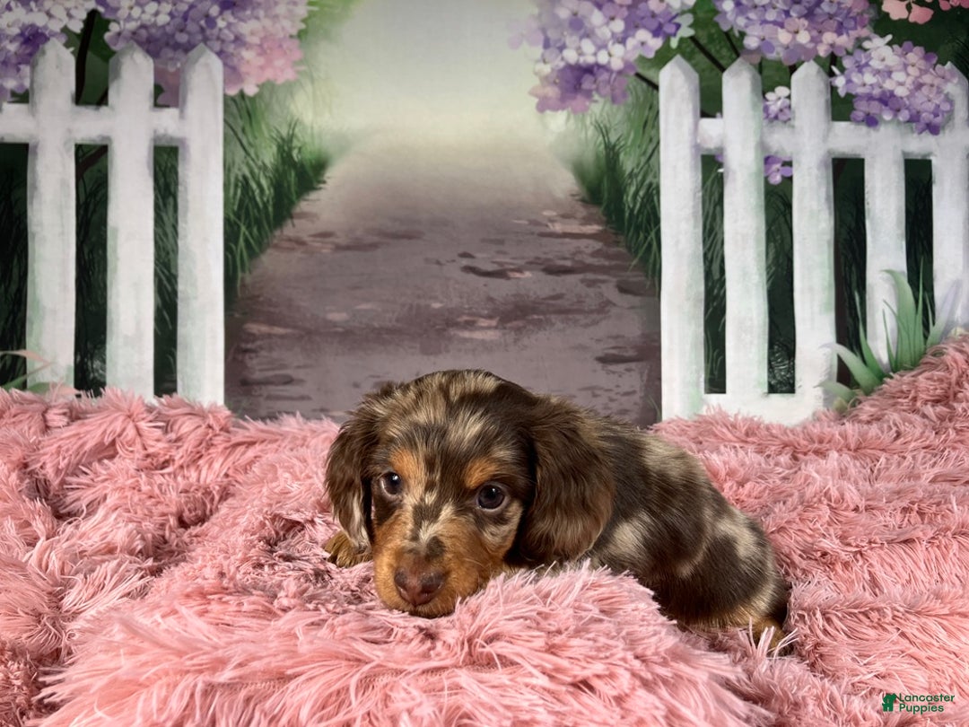 Miniature Dachshund dogs for sale: AKC-Becca - Ad 3