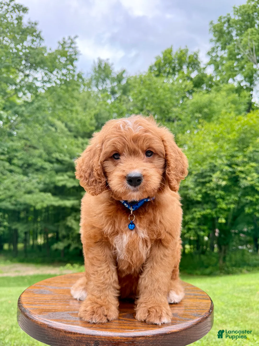 Mini Goldendoodle dogs for sale: Duke ❤️😘 - Ad 1