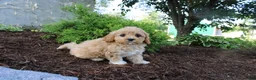 Cavapoo dogs for sale: Archer - Ad 3