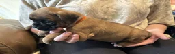 Boxer dogs for sale: Dolly - Ad 5
