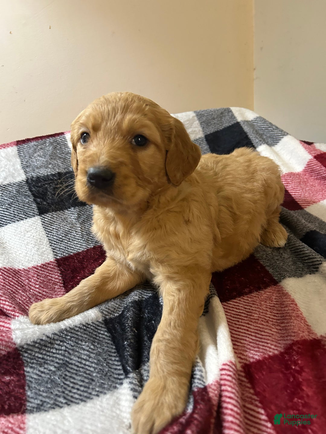 Goldendoodle dogs for sale: Goldendoodle Puppy 1 - Ad 2