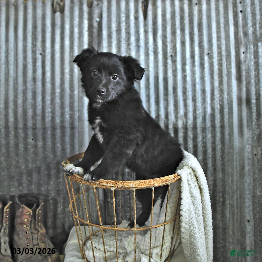 Mixed Breed dogs Dallas - Ad 2