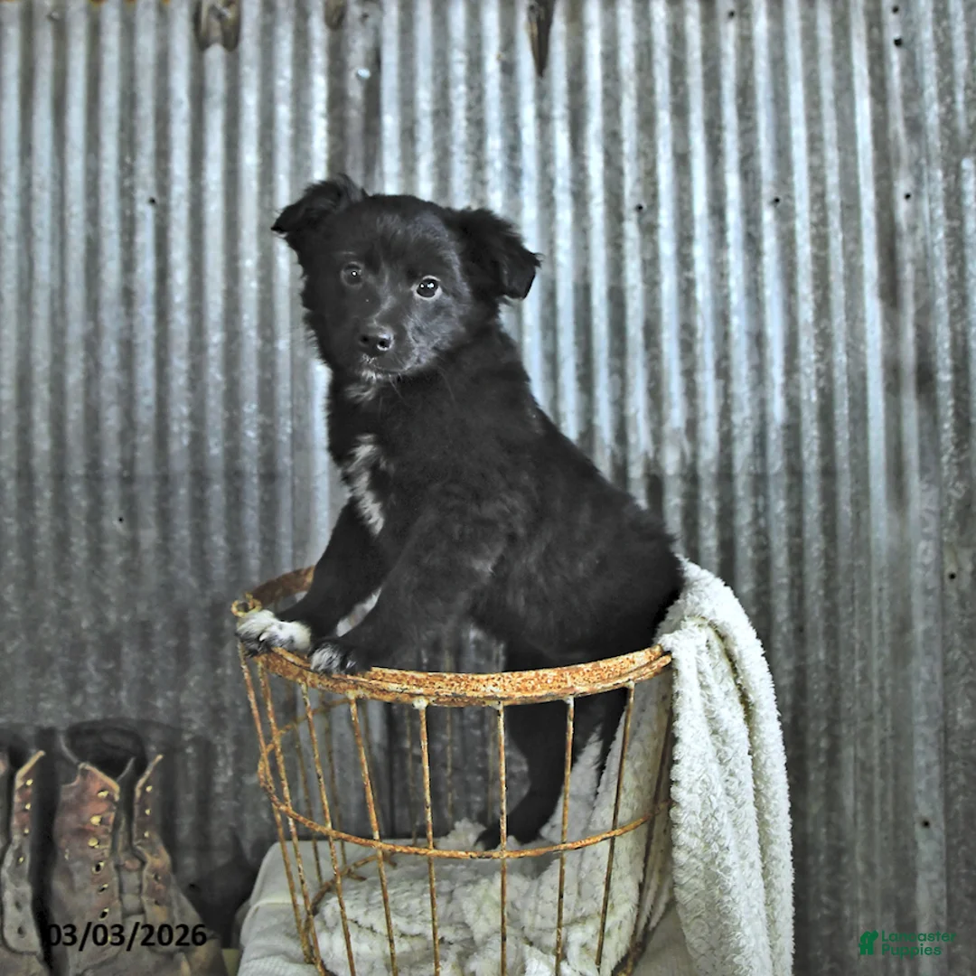 Mixed Breed dogs for sale: Dallas - Ad 2