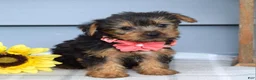 Yorkshire Terrier dogs for sale: Abby - Ad 2