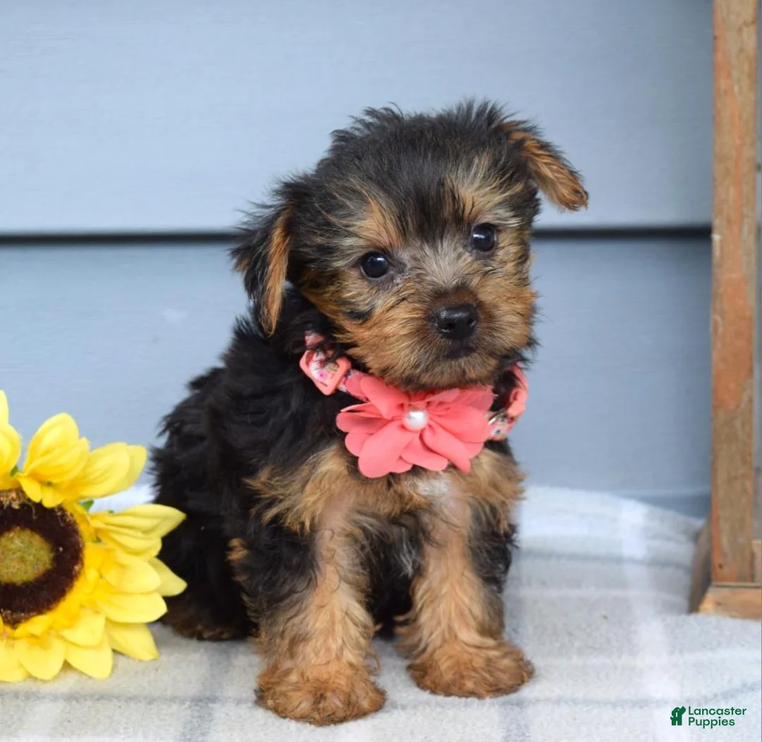 Yorkshire Terrier dogs for sale: Abby - Ad 2