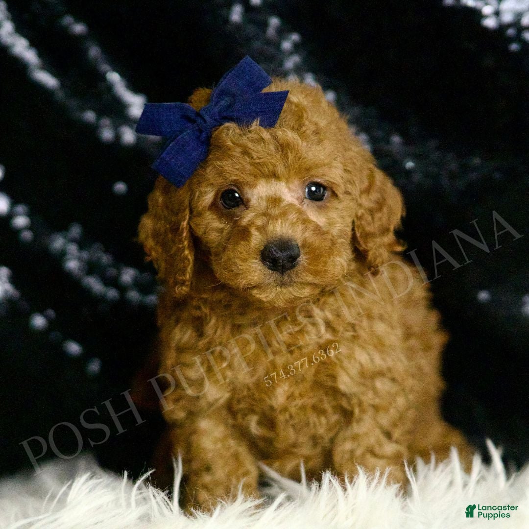 Mini Goldendoodle dogs for sale: Squash F1BB - Ad 2