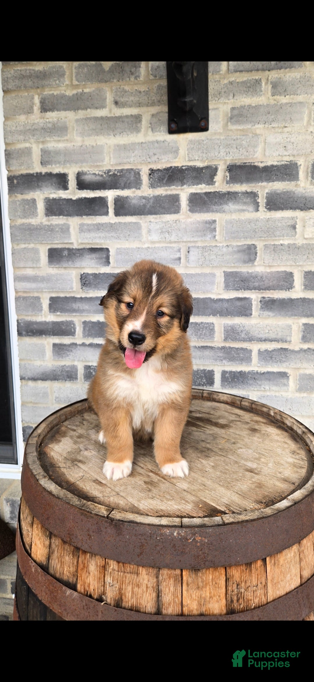 Collie dogs Collie Puppy 1 - Ad 3