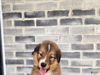 Collie dogs Collie Puppy 1 - Ad 2