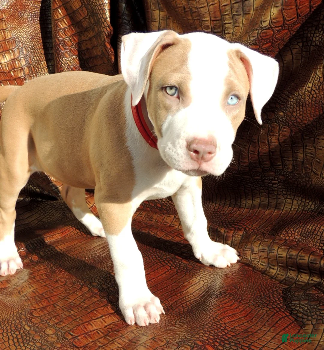Mixed Breed dogs for sale: "SNOOP DOGG" - Ad 4