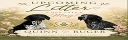 German Shorthaired Pointer dogs for sale: Annie - Ad 2