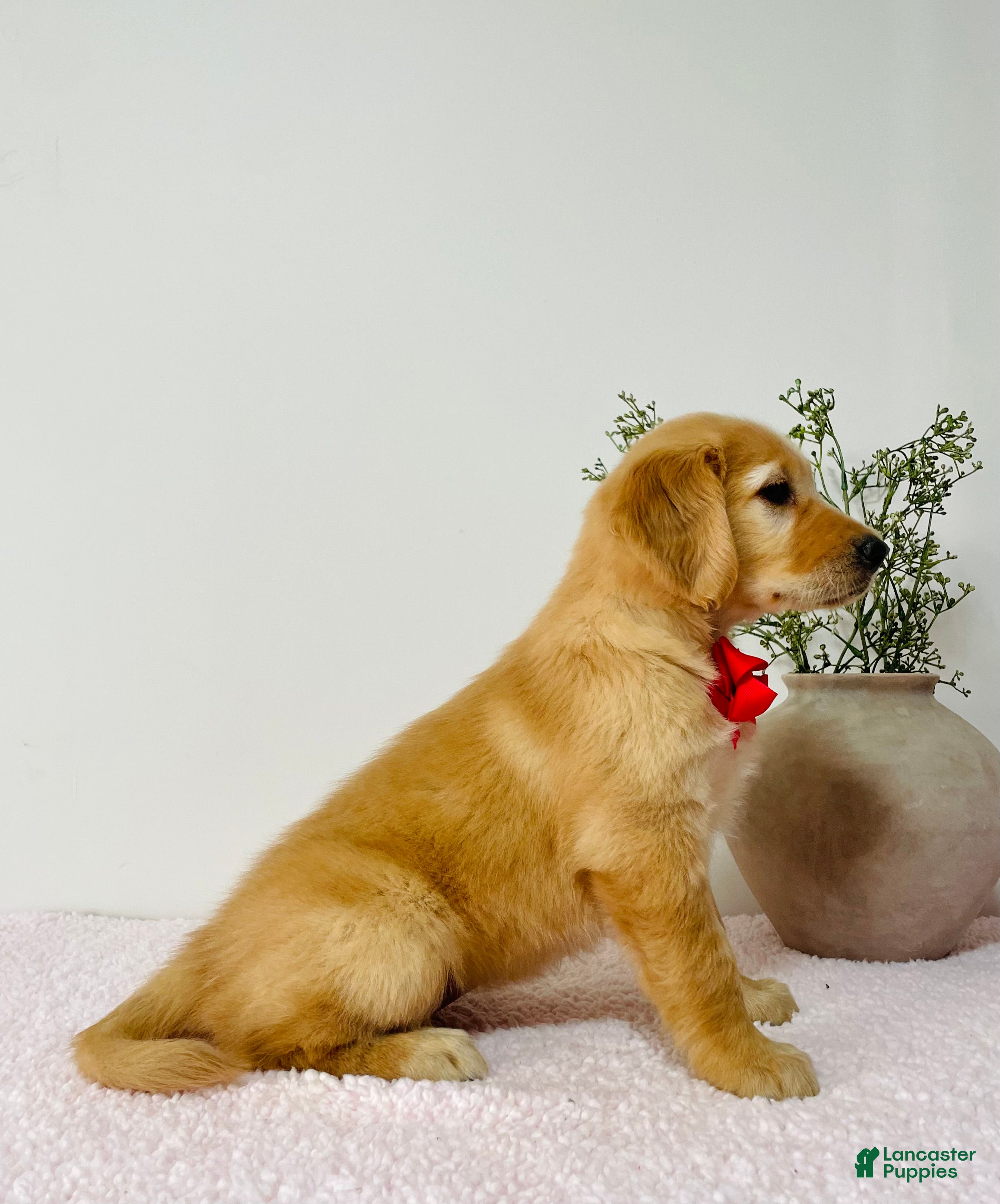 Golden Retriever dogs Bella  - Ad 2
