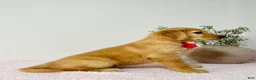 Golden Retriever dogs for sale: Bella  - Ad 2