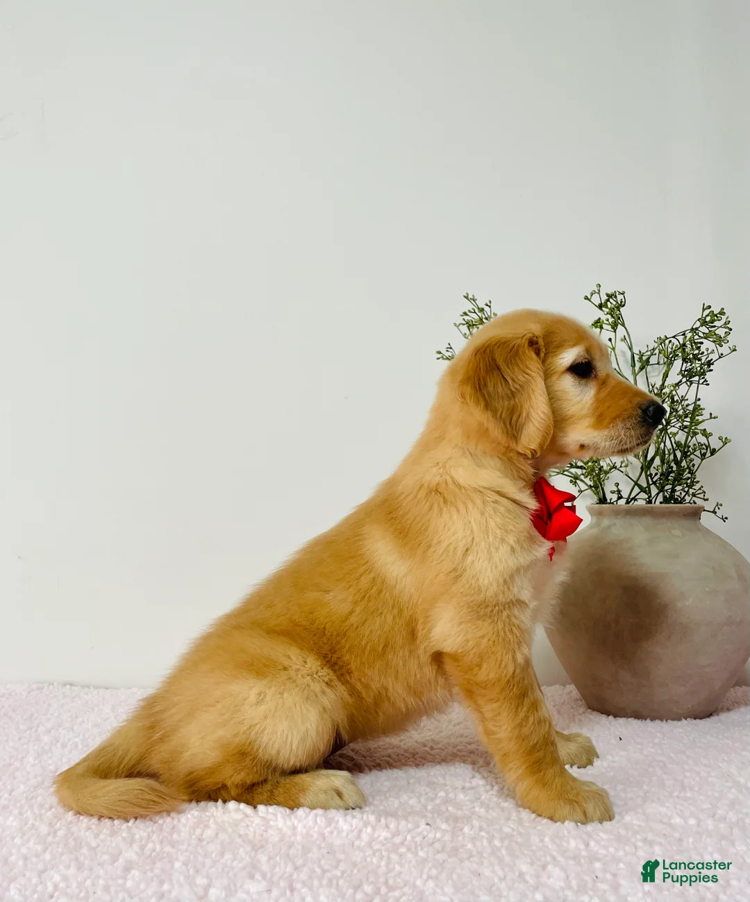 Golden Retriever dogs for sale: Bella  - Ad 2