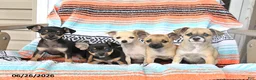Mixed Breed dogs for sale: Macie - Ad 3