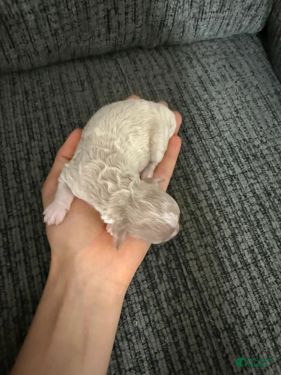 Toy Poodle dogs for sale: Lovely  - Ad 2
