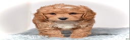 Cavapoo dogs for sale: Ms. Lexi - Ad 4