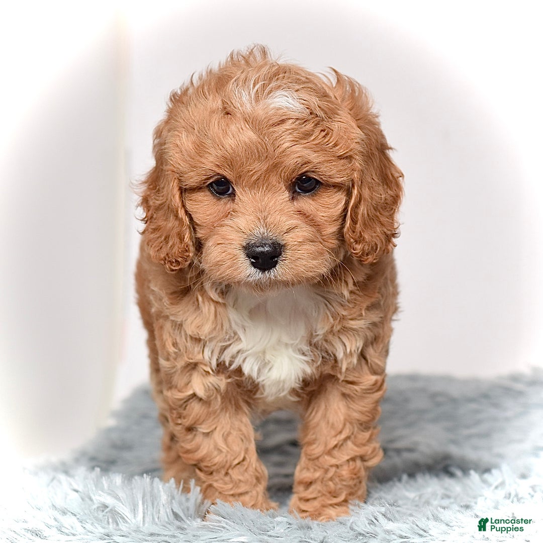 Cavapoo dogs for sale: Ms. Lexi - Ad 4