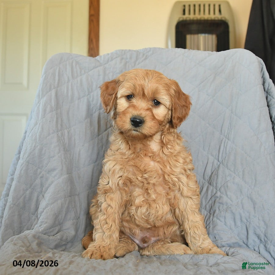 Mini Goldendoodle dogs Koda  - Ad 1