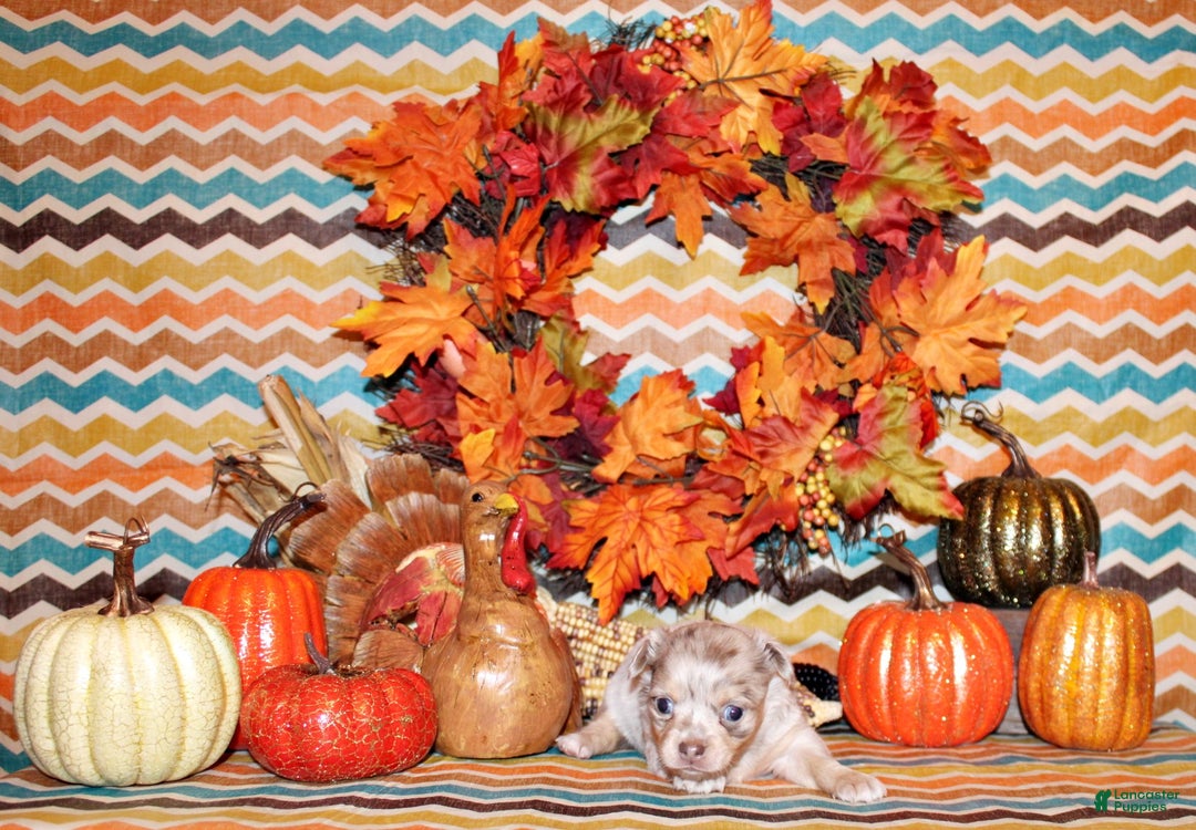 Chihuahua dogs for sale: Tuscany - Ad 2