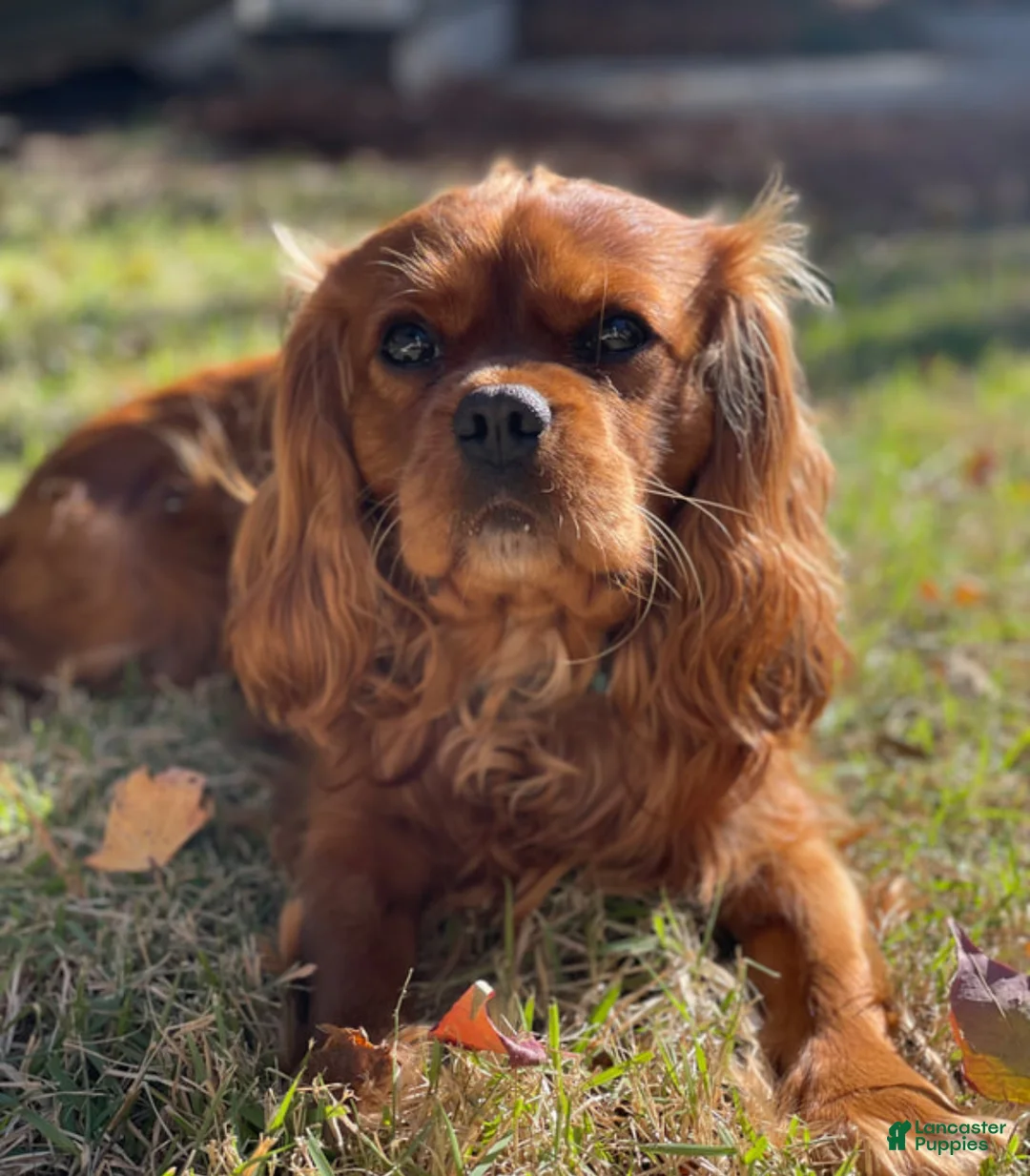 Cavapoo dogs for sale: Girl Dotty - 4936 - Ad 4