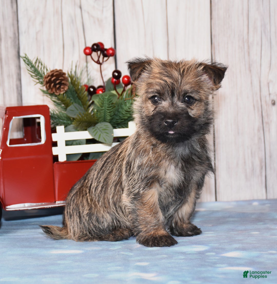 Cairn Terrier dogs for sale: Jax - Ad 2