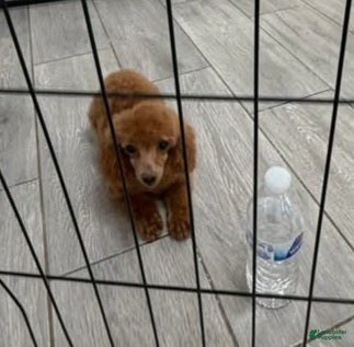 Toy Poodle dogs for sale: Toy Poodle Puppy 1 - Ad 1