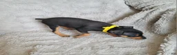 Miniature Pinscher dogs for sale: Paya - Ad 4