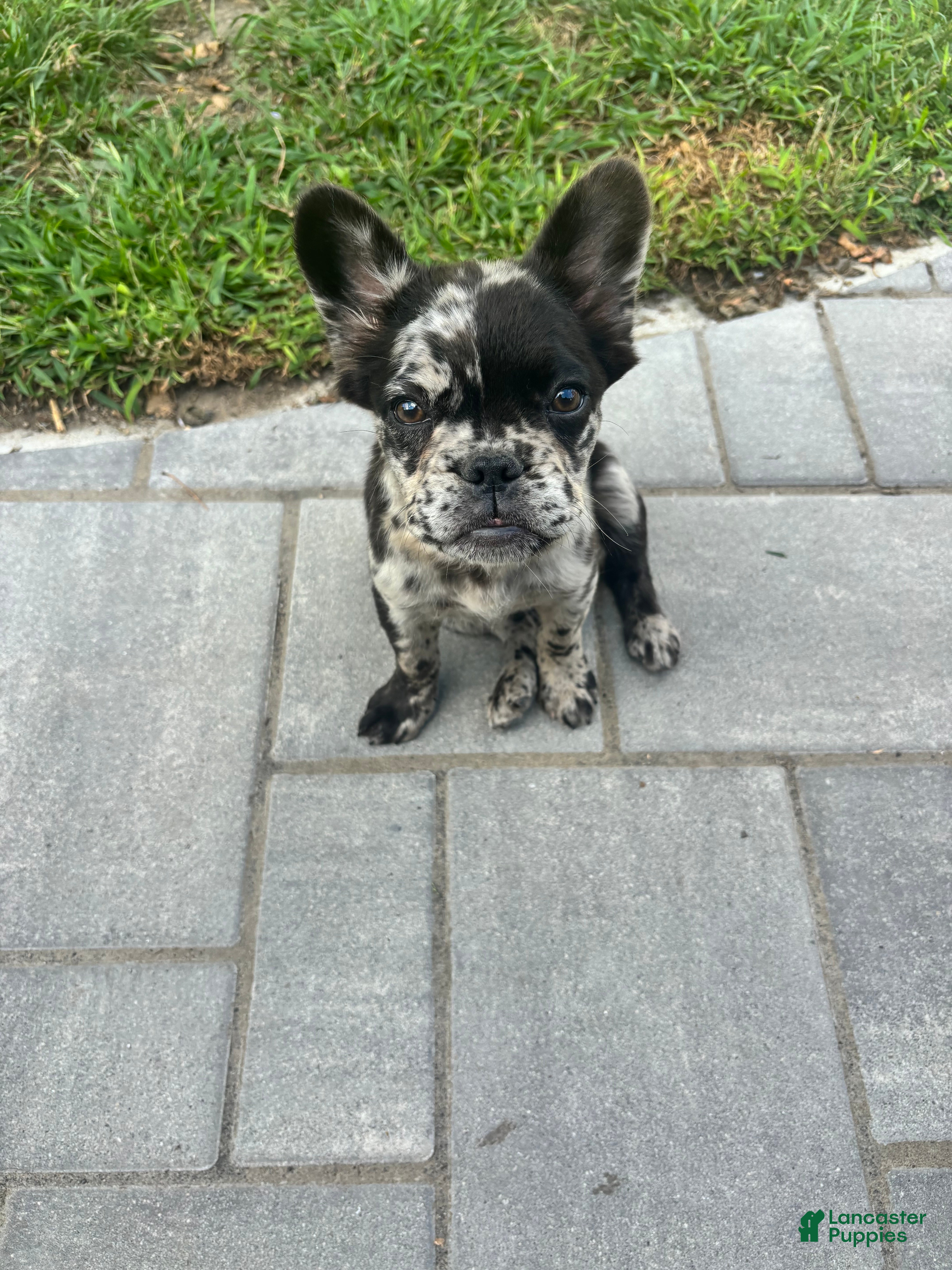 French Bulldog dogs Fluffy Merle French bulldog - Ad 33