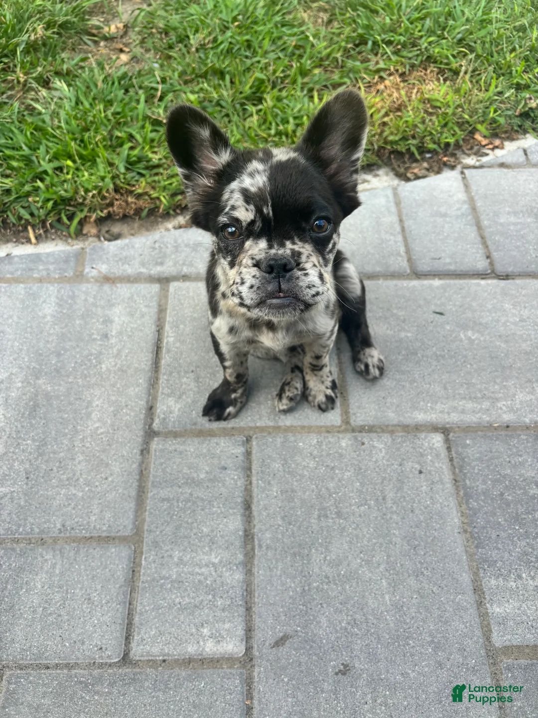 French Bulldog dogs for sale: Fluffy Merle French bulldog - Ad 1