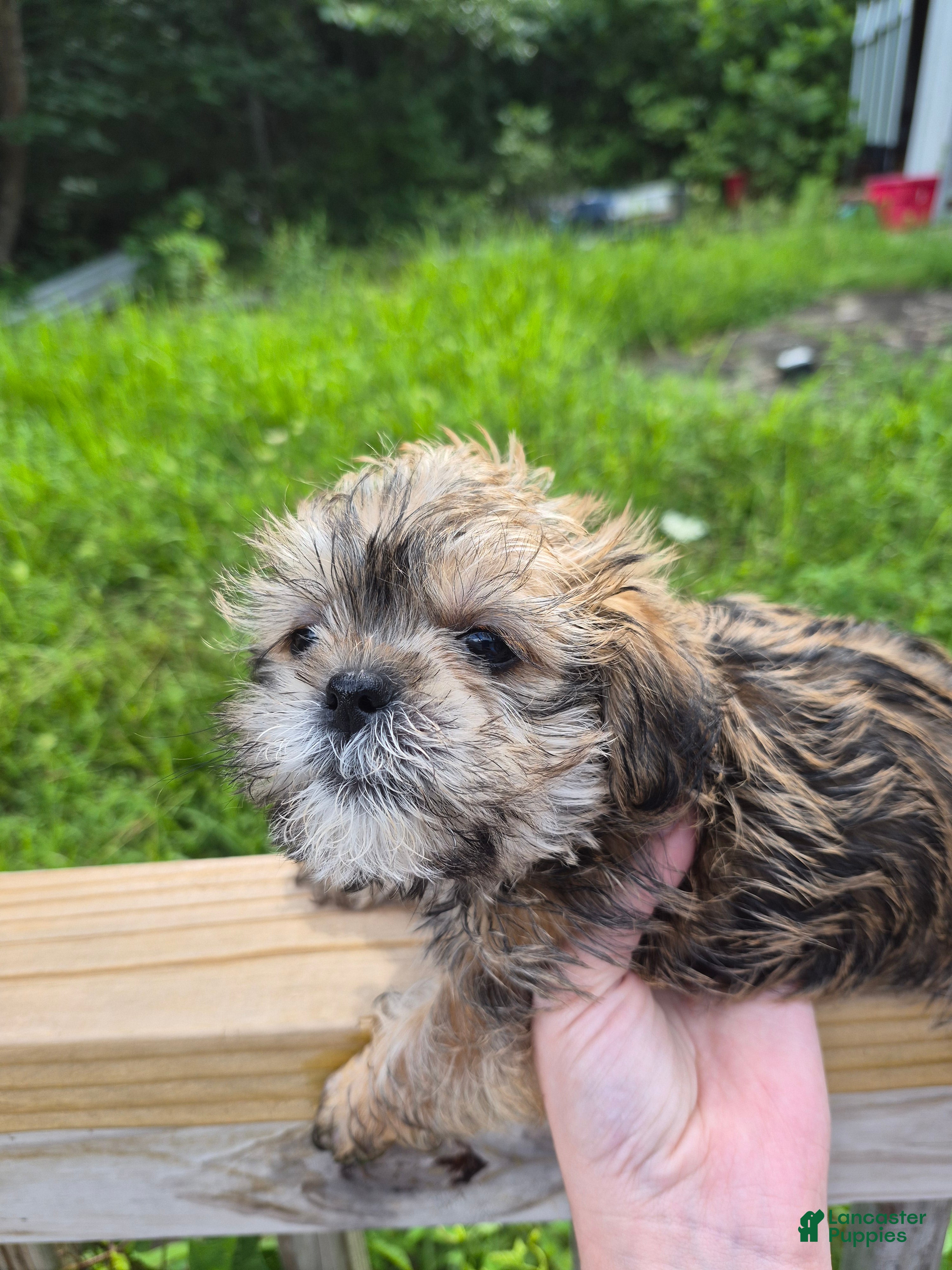Shih Tzu dogs Shih Tzu 1 - Ad 25