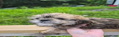 Shih Tzu 1
