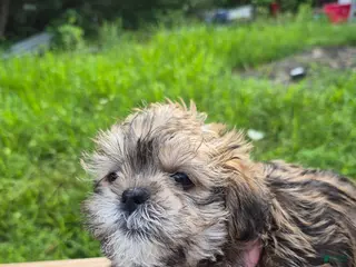 Shih Tzu dogs Shih Tzu 1 - Ad 25