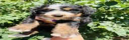 Bernedoodle dogs for sale: Bourbon “Ultra Bernedoodle” - Ad 3