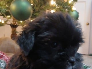 Shorkie dogs Oreo - Ad 26